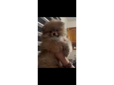 Son kalan pofuduk dişi pomeranian