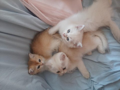British golden-silver asil soylu yavrular