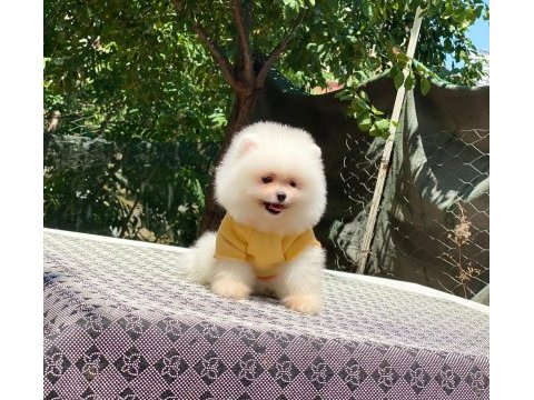 Dişi ve erkek mevcuttur hepsi de safkan pomeranian