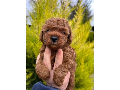 Red brown toy poodle yavrularım 