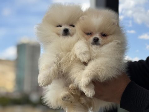 Ultra kalite tea cup pomeranian yavrularımız