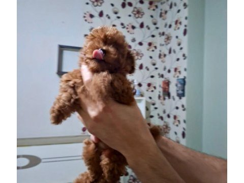 2 aylık toy poodle