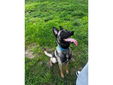 Acil uyguna tüm eşyalarıyla verilecek malinois