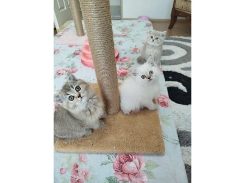 Golden lilac ve blue point yavru kediler