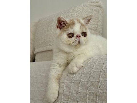 Delbırt erkek kedimiz lütfen arayarak bilgi alın