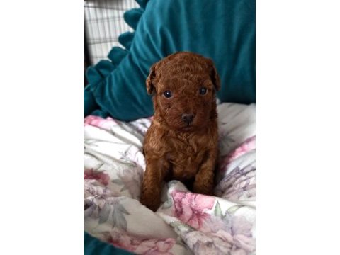 Kusursuz güzellikteki toy poodle yavrularımız