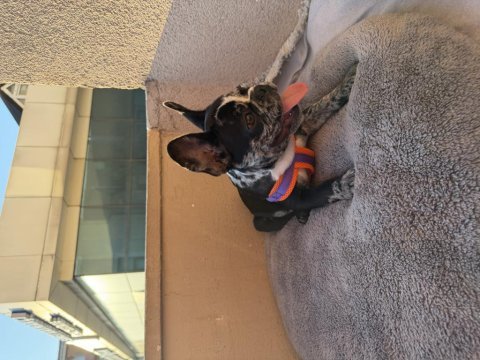 3 aylık erkek tuvalet eğitimli merle french bulldog
