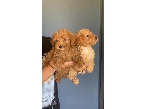 Sevimli poodle tüy dökmeyen harika dostlar