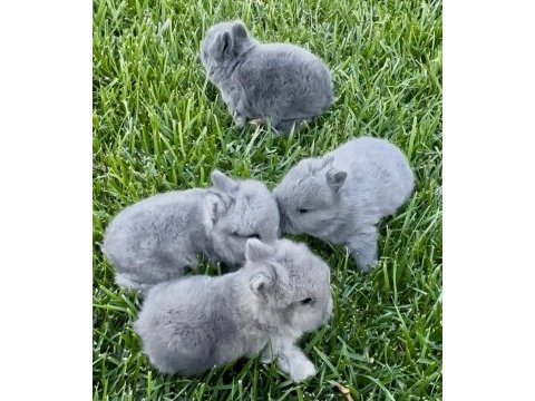 Netherland dwarf hollanda blue cüce tavşanlar