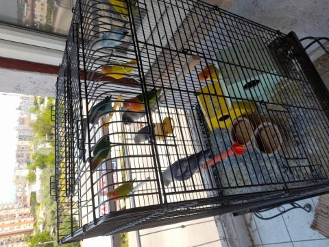 Elimde 13 tane cennet papağanı var
