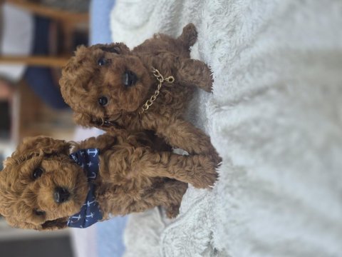 Toy poodle teslime hazır