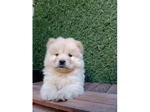 A kalite chow chow yavrularımız çin aslanı
