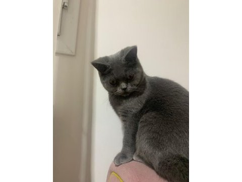 Ücretsiz sahiplendirme 1 yaşında british shorthair
