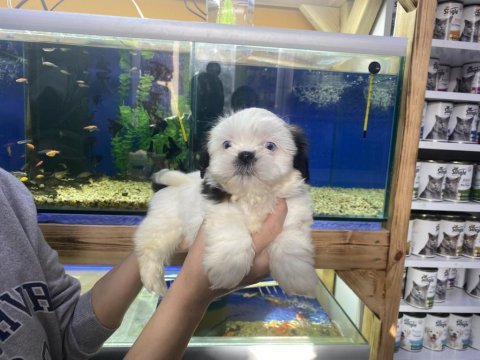 A kalite teslime hazır shih tzu yavrular