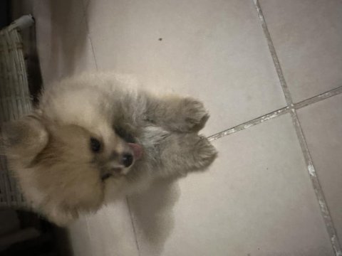 Pomeranian köpeğimizi sahiplendirme