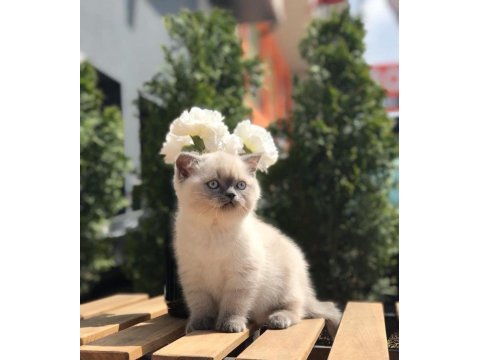 British shorthair blue point yavrularım 