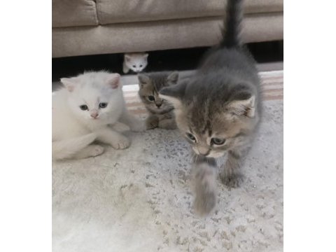British shorthair kedisi