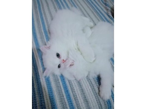 British longhair erkek