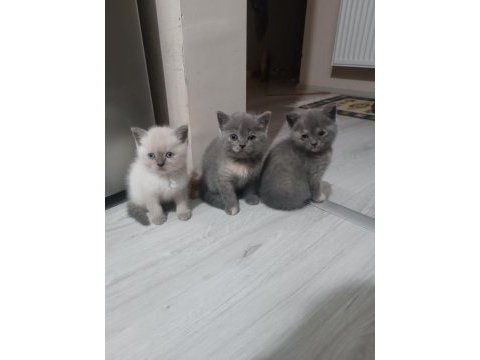 Bebeklerimize yuva arıyoruz scottish fold