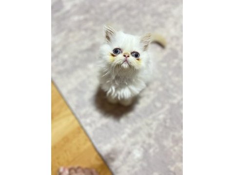 Oyuncu minisler