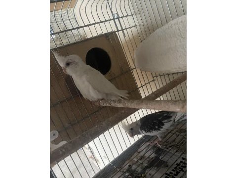 Üretimden albino, lutino yavru sultan papağanları