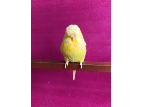 Dişi jumbo muhabbet kuşu