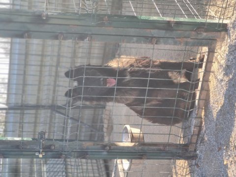İyinin iyisini isteyene özel malinois