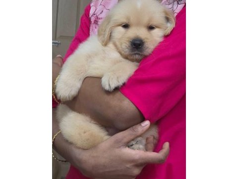 Golden retriever bebeklerim yeni ailesini arıyor
