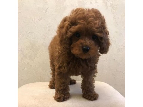 Toy poodle yavruları