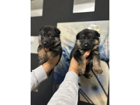 Alman kurdu köpeği yavruları