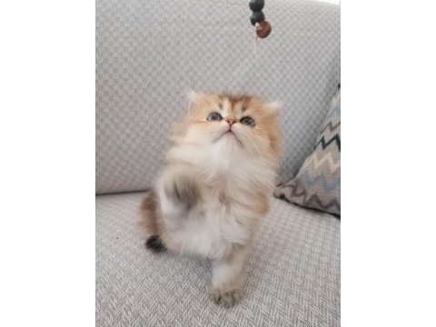 British longhair