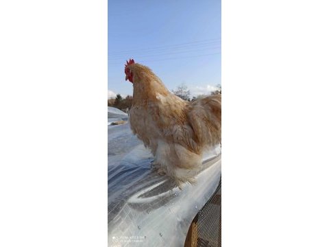 2 adet buff coco+ 3 adet brahma tavuk ve horozlar