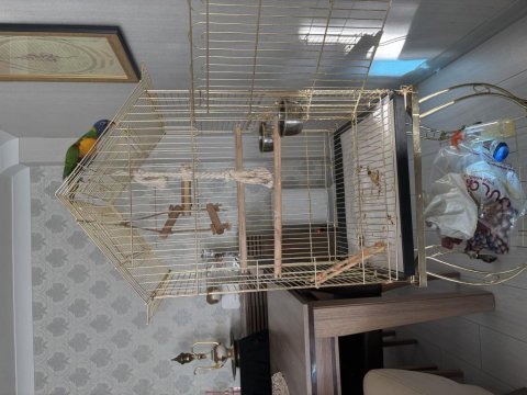 El beslene lori