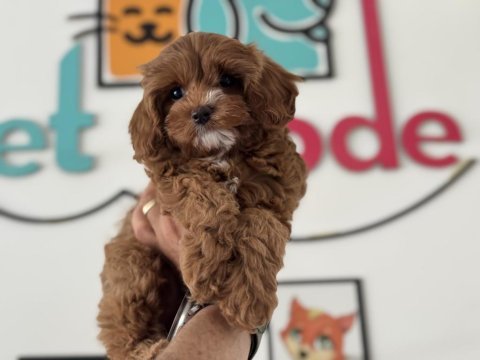 Petmode köpek çiftliğinden kore maltipoo