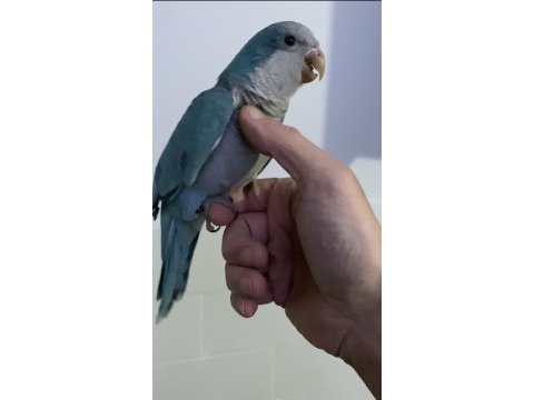 Ful evcil koyu mavi monk keşiş papağanı