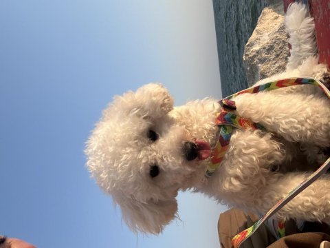 Poodle 1 yaşında dişi