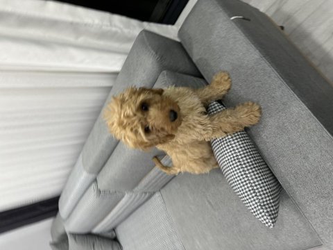 4 aylık erkek ırkının en iyisi poodle