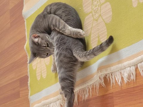 Kedimiz lia yeni ev arıyor