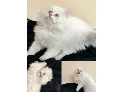 British longhair prensese yuva arıyorum