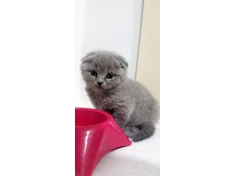 Blue scottish fold yavrularımız