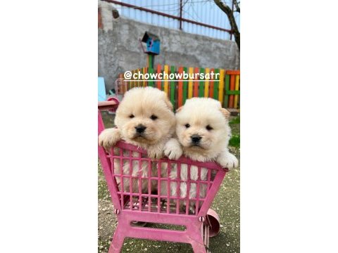 Chow chow yavrularımız