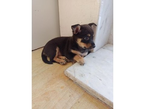 Minyatür pinscher dişi