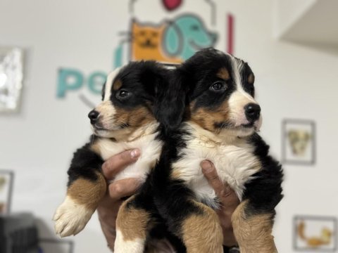 Petmode köpek çiftliğinde ziyarete açık bernese dog