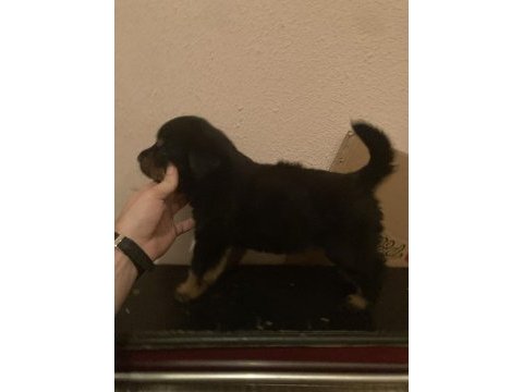 2 erkek ve 3 dişi safkan macar koca kafa rottweiler köpekler