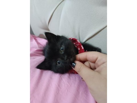 Siyah yeşilgözlü erkek 3 aylık adana bombay