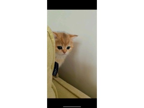 British shorthair golden