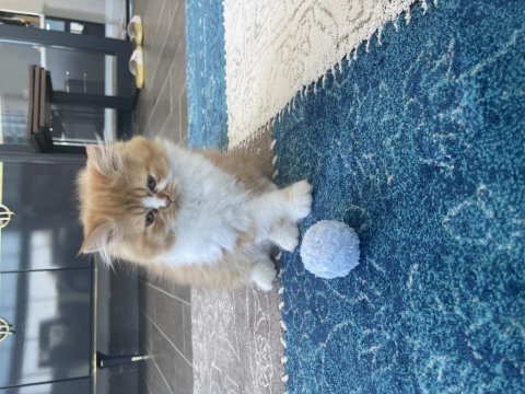 Chinchilla bebekler ailelerini arıyor