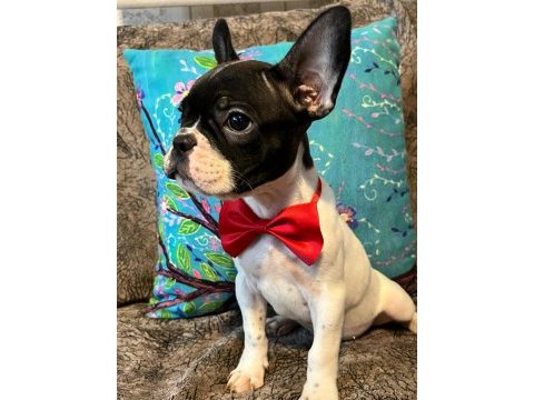 Safkan yakışıklı french bulldog