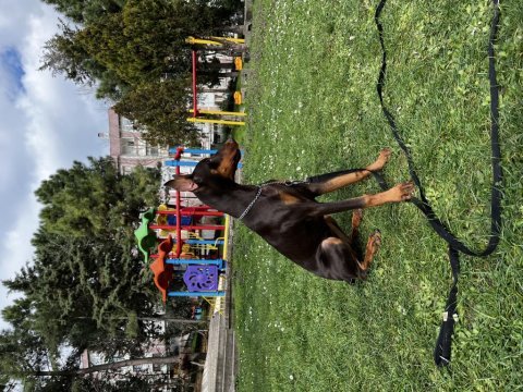 6 aylık kızıl doberman