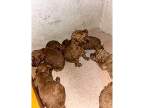 Toy poodle kore kan